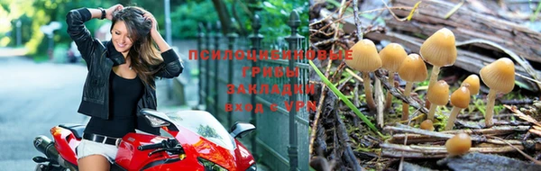 сатива Армянск